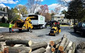 How Our Tree Care Process Works  in  Tres Arroyos, NM