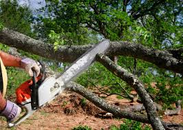 Best Hazardous Tree Removal  in Tres Arroyos, NM