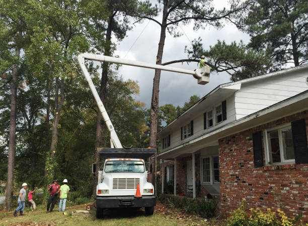 Best Storm Damage Tree Cleanup  in Tres Arroyos, NM