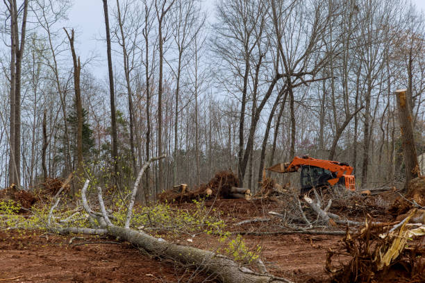 Best Tree Removal  in Tres Arroyos, NM