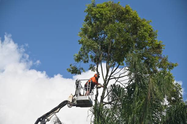 Tree and Shrub Care